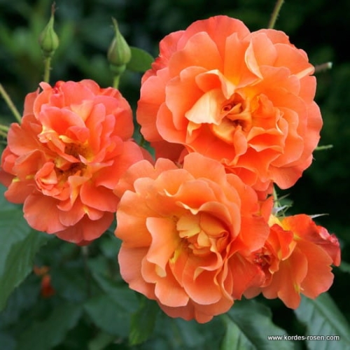 westerland_kordes_01_1.jpg