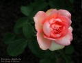db6bb4cadb2f083330655a18581cb98d4f846afc