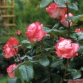 rose_bunt_edelrose_nostalgie_kordes.jpg