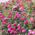 rose_rosa_bodendecker_purple-rain_kordes_4.jpg
