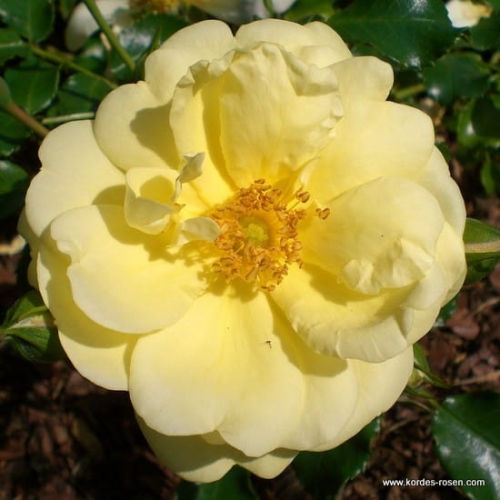 Róża Sunny Rose®
