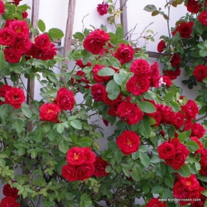 Róża Flammentanz