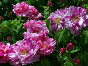 Róża Rosa Galica Versicolor