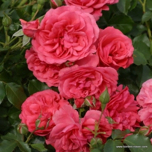 Róża Rosarium Uetersen®
