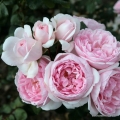 rose_rosa_strauchrose_cinderella_kordes_01.jpg