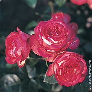 rose_rot_kletterrose_antike89_kordes_2.jpg