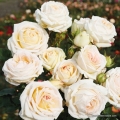 rose_weiss_edelrose_madame-anisette_kordes_06.jpg