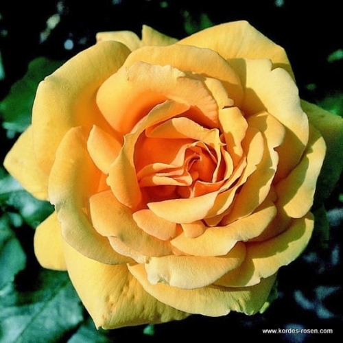 rose_gelb_edelrose_kupferkoenigin_kordes_2.jpg
