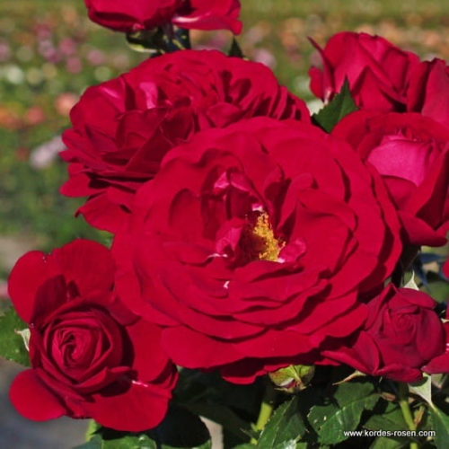 rose_rot_beetrose_bordeaux_kordes_8.jpg
