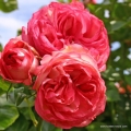 rose_rot_kletterrose_antike89_kordes_4.jpg