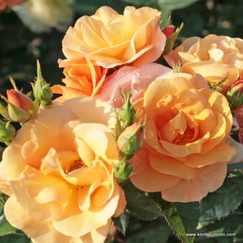 rose_orange_beetrose_portoroz_kordes_4_3.jpg