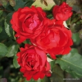 rose_rot_edelrose_traumfrau_kordes_02.jpg