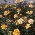 rose_gelb_edelrose_kupferkoenigin_kordes_5.jpg