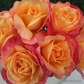 rose_orange_edelrose_speelwark_kordes_5.jpg
