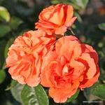 Róża Orangerie®