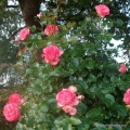rose_rot_kletterrose_antike89_kordes_6.jpg