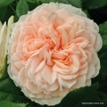 rose_rosa_beetrose_garden-of-roses_kordes_01_1_2.jpg