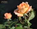 Lady Kutno 2.jpg