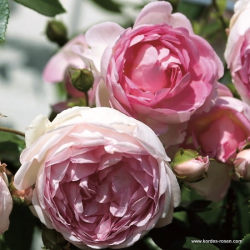 rose_rosa_kletterrose_jasmina_kordes_01_1.jpg