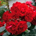 rose_rot_historische-rose_hansaland_kordes_01_1.jpg