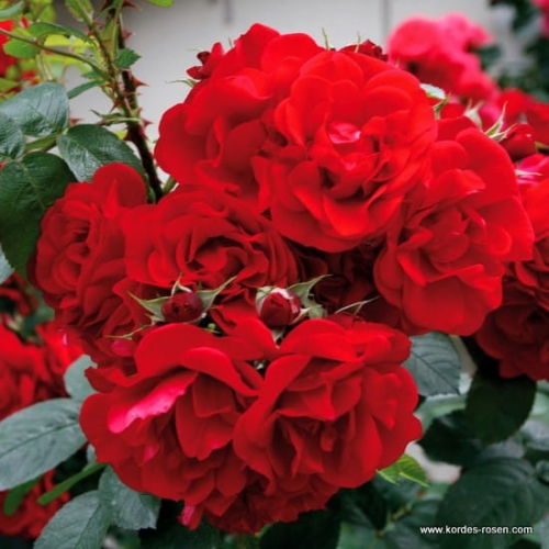 rose_rot_historische-rose_hansaland_kordes_01_1.jpg