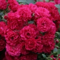 rose_rot_bodendecker_gaertnerfreude_kordes_02.jpg