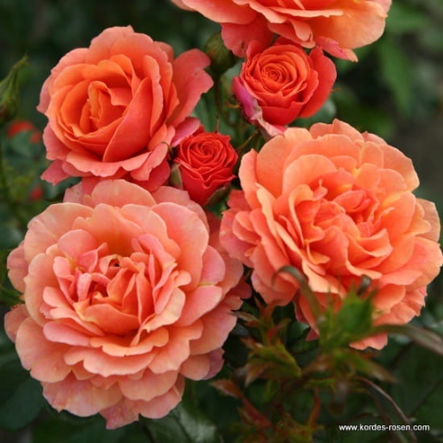 rose_orange_strauchrose_lambada_kordes_1.jpg