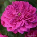 rose_lila_bodendecker_purple-rain_kordes_01.jpg