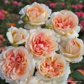 Grossherzogin_Luise_459a6699ec805b.jpg
