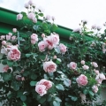 rose_rosa_strauchrose_cinderella_kordes_7.jpg