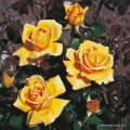 rose_gelb_edelrose_kupferkoenigin_kordes_4.jpg