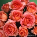 rose_orange_edelrose_fantasia-mondiale_kordes_6.jpg
