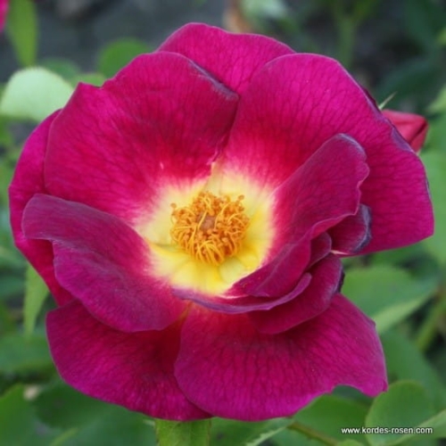 bcb4458e3a54b054b1f212ca5a738a316b9bf5d1