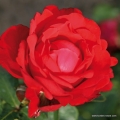 rose_rot_edelrose_traumfrau_kordes_01.jpg