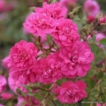 rose_rosa_bodendecker_knirps_kordes_2.jpg