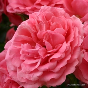 Róża Rosarium Uetersen®