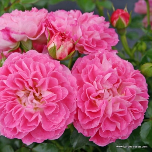 rose_rosa_zwergrose_charmant_kordes_02.jpg