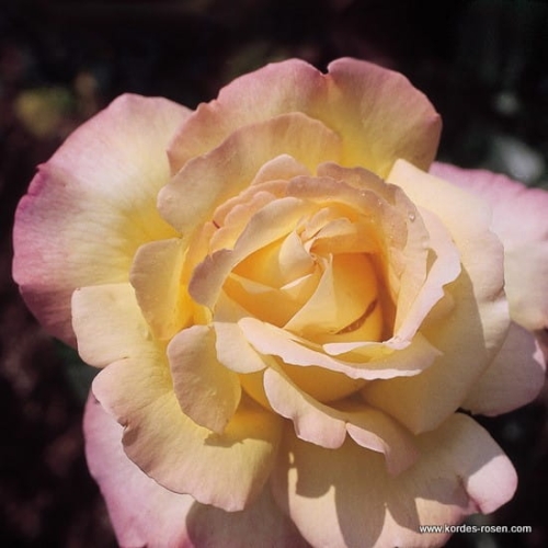 rose_gelb_edelrose_gloria-dei_meilland_1.jpg