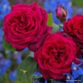 Graefin_Diana_1599547f27938a.jpg